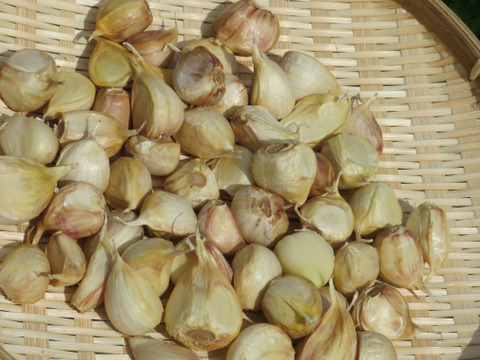 【在庫限り】【訳あり品】揚げても漬けてもOK！青森県産にんにくバラ 500g