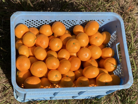 【柑橘食べ比べ】希少蔵出し・糖度１５度以上　尾崎・石地　5kg