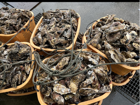 日本初‼︎ASC認証取得養殖牡蠣　東北有数の生牡蠣の名産地南三陸より　ご注文受け付け後水揚げ！生食用　 真牡蠣3kg(kg/6~9個)
