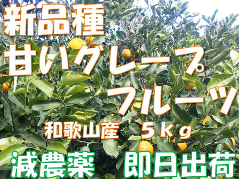 新品種】グレープフルーツ5kg 和歌山県産 サイズ混合 農薬節減 即日