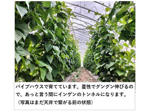 ジャンボインゲン キュルっとした歯応えが堪らない！＜約10kg＞