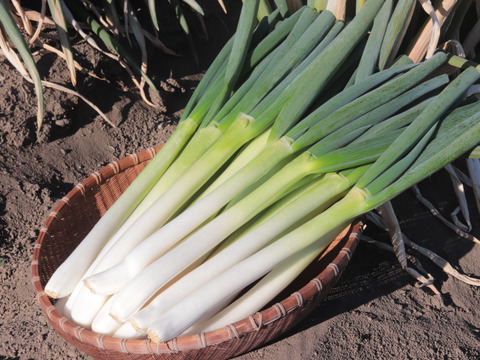《今が旬！》お蚕さまも手伝う「泥付き長ねぎ」【2L～3L 15本】