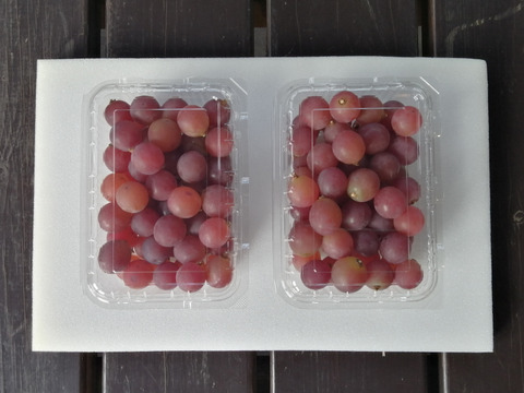 🦺希少品種🍇天候被害SOS🦺　　
　　　　　　　　🌿果汁タップリ🔴紅伊豆🌿　
　　 　　　　　【訳アリ紅伊豆の粒/約450g×2P程度】