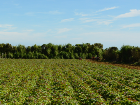 中園ファームの熟成安納芋の焼き干し芋 100g✖2袋