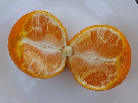 【今が旬】３種柑橘食べくらべセット(糖度11～13度)3Kg