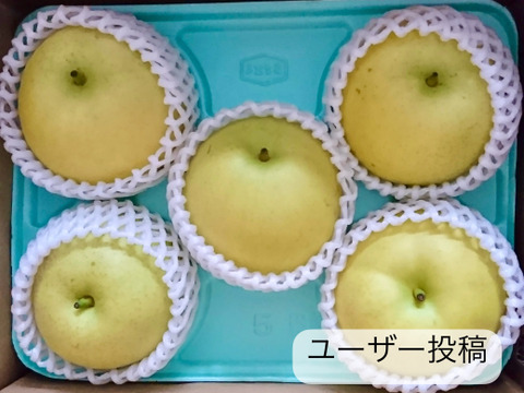 【夏ギフト】鳥取県産 なつしずく 梨　約2kg