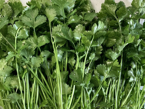 コリアンダー/パクチー 約300g おまけ付き