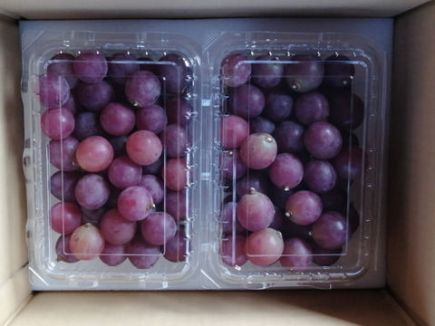 🦺希少品種🍇天候被害SOS🦺　　
　　　　　　　　🌿果汁タップリ🔴紅伊豆🌿　
　　 　　　　　【訳アリ紅伊豆の粒/約450g×2P程度】