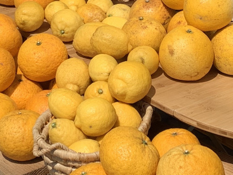 【期間限定】瀬戸田発　季節の自然農柑橘セット（２種／４Kg）
