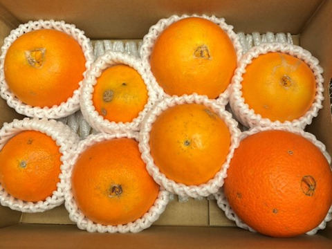 【アワード受賞】3/24より順次発送 芳醇な味と香り 訳あり 白柳ネーブル 2kg サイズ混合 仲屋 海瀬農園