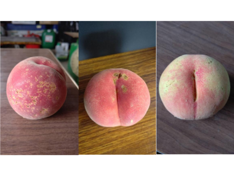 【数量限定】桃ファン必見！お得な桃訳あり品🍑4kg詰め合わせ！(2kg×2)