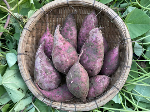 さつまいも【シルクスイート】3kg