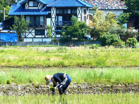 新米・新潟県産・8年産米の早期予約【ひとめぼれ】2㎏×2袋=4㎏で9月11日迄の注文価格