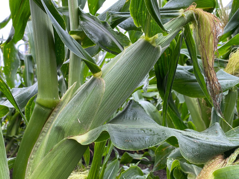 朝収穫して当日発送！とうもろこしゴールドラッシュ約5k 2Lサイズ11本〜12本