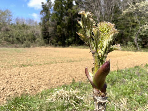 【今が旬】 原木収穫 タラの芽 宮城県産 西根の森 タラの芽 (100g×3)