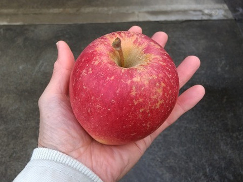 美丘、だんだんうまくなる不思議なリンゴ・３キロ箱　５〜9玉