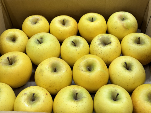 【極小玉・バラ詰め】シナノゴールド💛家庭用約2.7Kg🍏毎日りんご　コスパ抜群　青森県産　数量限定