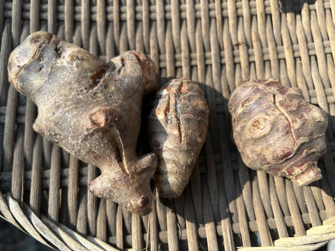 訳あり品【農薬・化学肥料不使用】自然農法で育った紫菊芋　2kg