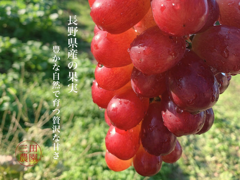 【訳あり3】　長野県産　シャインマスカット　クイーンルージュ　約4kg 冷蔵便
