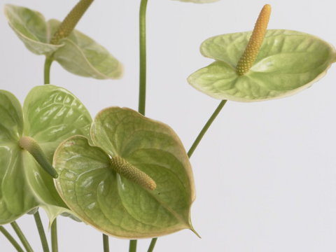 さわやかな彩り！
緑のアンスリウムセット（7本前後）