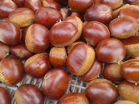 【栗】丹波栗(2Kg)セット和歌山産