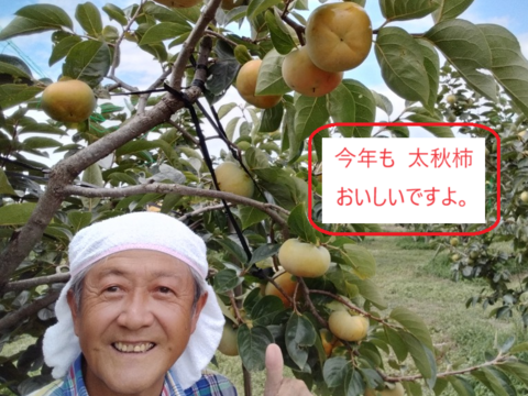 甘柿『 太秋柿 』甘くて美味しい　小箱サイズ４Ｌ・５個・１.55kg以上化粧箱入り