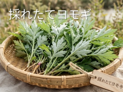 ヨモギ🌿よもぎ🌿蓬🌿生葉15本以上、約60g🌿上から15cmの柔らかいヨモギ🌿和ハーブ「ハーブの女王」ビタミンK鉄分クロロフィル☆畑横の人が通らない林☆お試し用☆メール便📩発送