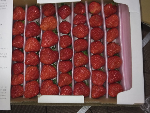 毎年1番人気！【訳ありお買い得！】サイズ、品種お任せ！不揃いイチゴ