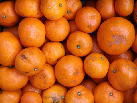 【冬ギフト】農家直送！有田みかん5kg≪訳あり（サイズ混合）≫【平武農園】～蛍飛ぶ町から旬の便り～　和歌山｜有田｜田口｜ギフト｜こだわり　産地直送　お取り寄せ