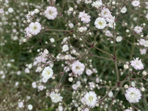 【5本-40㎝-】ほんのりピンクのカスミソウ