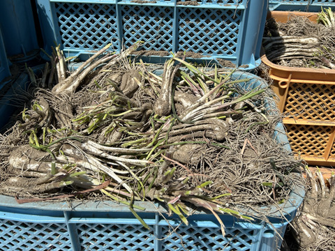 採れたて！根付き砂付き鳥取らっきょう　2kg