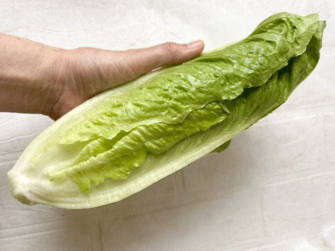 【お試し】京都産ロメインレタス2玉＆旬のイタリア野菜ちょっとずつセット