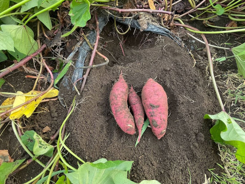 手間暇かけました【紅はるか】　甘いサツマイモ　3kg 栽培期間中農薬不使用