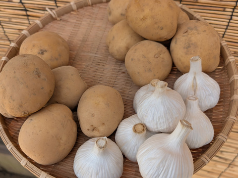 【福袋2025】夏の新じゃが２品種とニンニクのセット4.5KG　（ニシユタカ２KG、普賢丸２KG、にんにく500g） 食べチョク八周年記念企画/農薬・化学肥料不使用
