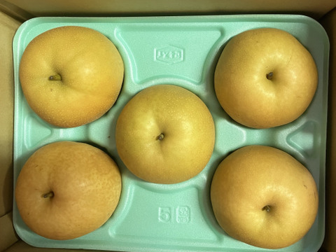 【鳥取県オリジナル品種】 新甘泉　梨　約2kg