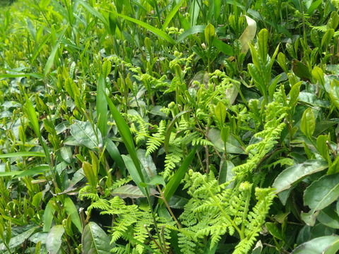 全部茶（2025年）　農薬・肥料不使用 加茂自然農園のお茶