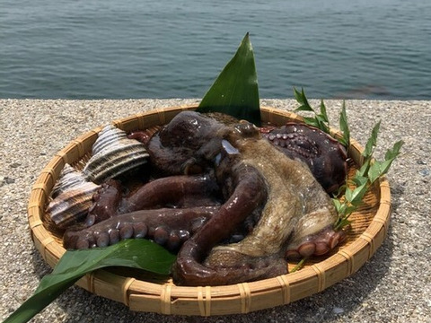 瀬戸内小豆島産　真蛸(1.1㎏）前後