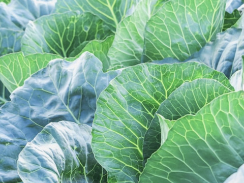 有機JAS認定ぼかし肥料のみで栽培したプレミアフルーツキャベツ1ヶ約1.3-1.5Ｋ4玉