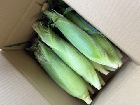 果樹農家がつくるスイートコーン「おおもの」Ｍ10本