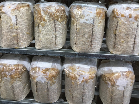 【生きくらげ】国産/木耳/ぷりぷり,こりこりの食感☆★栄養たっぷり...♬（真空パック500g×1パック）