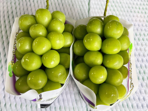 シャインマスカット約1.2㎏ （２房）☆9/7 - 9/18 発送予定　　　爽やかな香りと高貴な甘さ　
　　　種なしで皮ごと楽しめる人気の女王