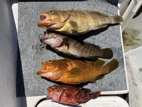 明日朝まで限定！捕れたて！クエ・アコウ・カサゴ・アオナ　約3kgオーバー 長崎県対馬市(内臓・鱗処理済)