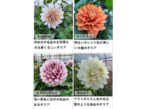 ダリア 彩り鮮やか！心華やぐ麗しき花！〈10本〉