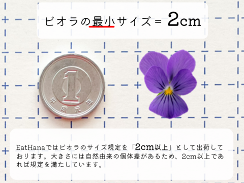 ＜室内栽培＞【エディブルフラワー　ビオラライトシャボン（20輪）】EatHanaイトハナ　食べられる花　水洗い不要　日持ち　ケーキ飾り　トッピング　デコレ―ション　装飾　クリスマス　お祝い　誕生日