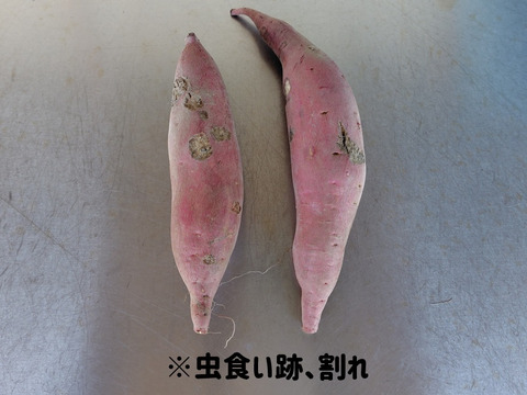【訳ありＢ品】熟成不要のさつま芋「あまはづき5kg」（虫害・割れ・キズあり、小～中サイズ、栽培期間中農薬・肥料不使用）