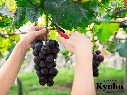 最上級巨峰！山梨県牧丘町からお届け！【先行予約】 紫黒色の宝石 500g×2 予定2025年9月上旬発送