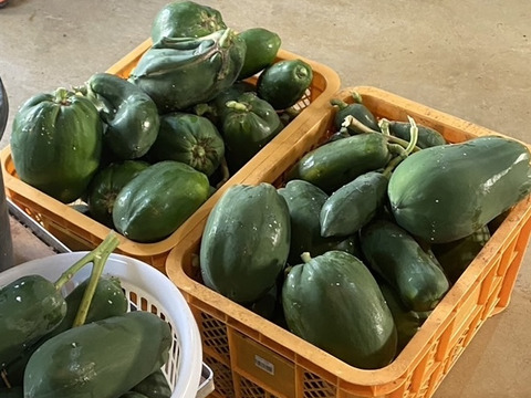 沖縄県宮古島産　青パパイヤ無農薬　8kg 宮古島産🌴 パパイヤ 8kg：沖縄県産の品種おまかせ｜食べチョク