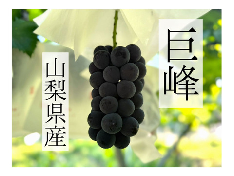 【八朔】巨峰の粒　箱込1kg弱 巨峰の通販｜ぶどう｜食べチョク｜産地直送(産直)お取り寄せ通販