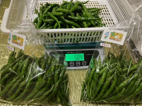 癖になる刺激！北海道産『激辛ナンバン』５００ｇ