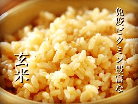 【7年度産 玄米30キロ】★季節の野菜プレゼント付★ふっくら・もちもち✴︎冷めても美味しい〜　千葉県産コシヒカリ【深田のお米】〜ホッとするお米あなたの食卓に〜